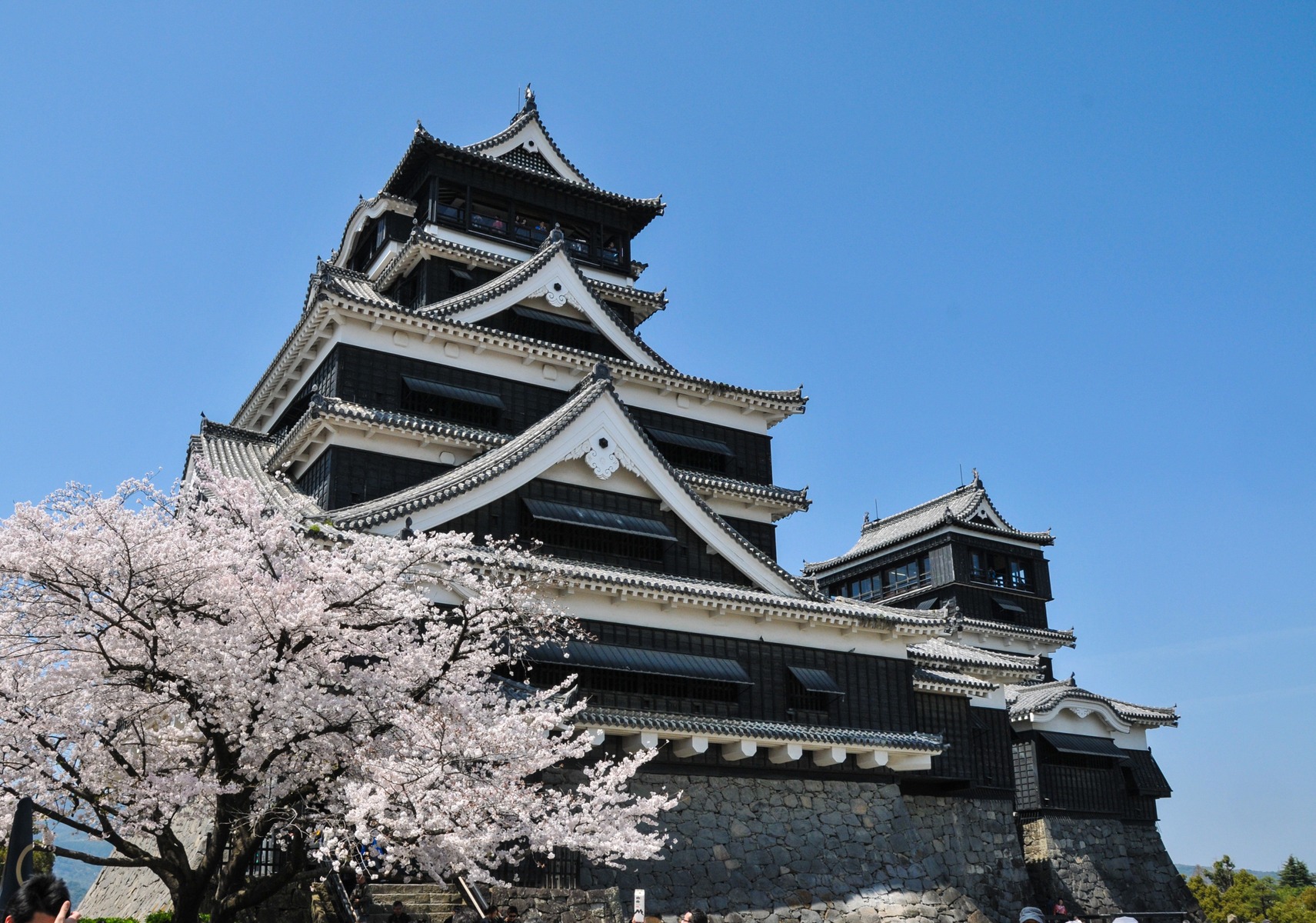 building tower castle pink cherry blossom temple